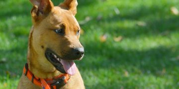 Pet Wellness: How to Prevent and Treat Parasites