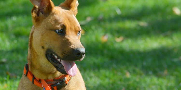 Pet Wellness: How to Prevent and Treat Parasites