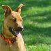 Pet Wellness: How to Prevent and Treat Parasites