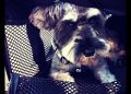 How to Find the Perfect Pet Carrier for Your Car: A Guide to Safe and Comfortable Road Trips