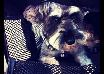 How to Find the Perfect Pet Carrier for Your Car: A Guide to Safe and Comfortable Road Trips