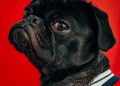 black pug wearing striped apparel
