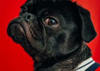 black pug wearing striped apparel