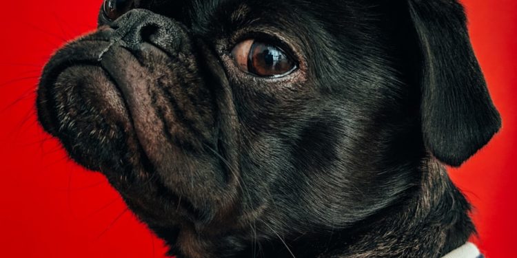 black pug wearing striped apparel