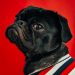 black pug wearing striped apparel