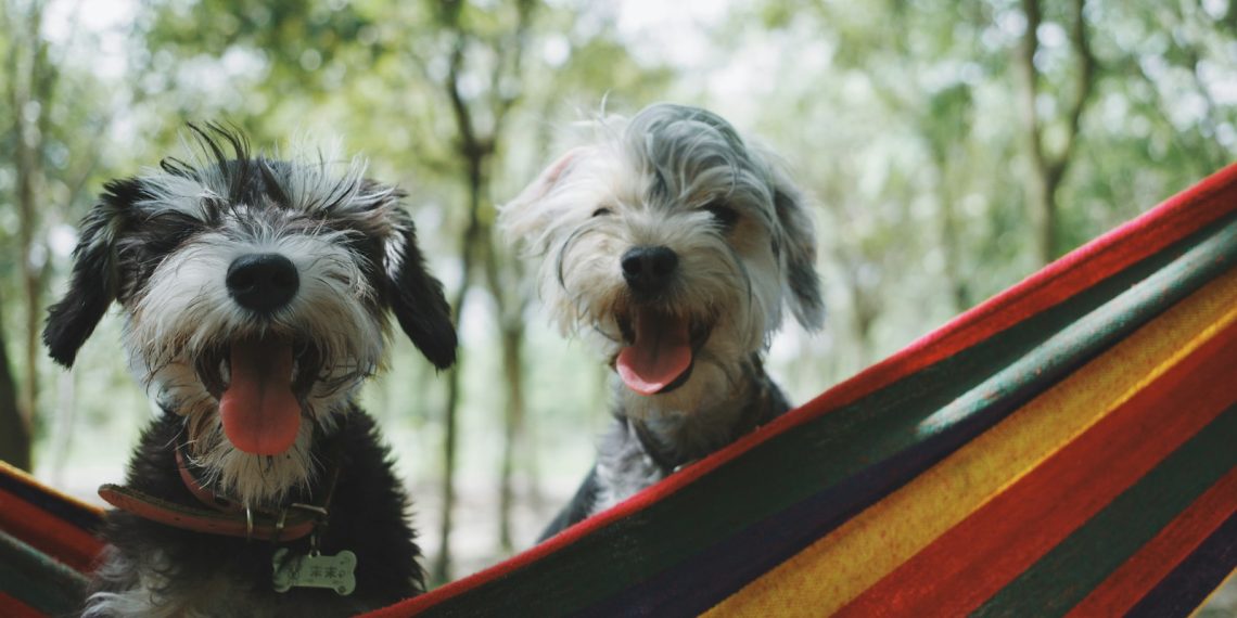 two long-coated white-and-black puppies on hammock