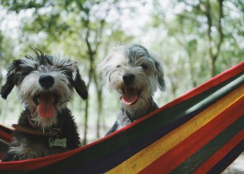 two long-coated white-and-black puppies on hammock