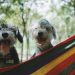 two long-coated white-and-black puppies on hammock