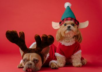 white and brown dog wearing santa hat