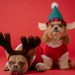 white and brown dog wearing santa hat