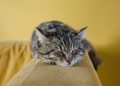 shallow focus photography of brown tabby kitten on couch