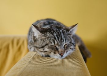 shallow focus photography of brown tabby kitten on couch