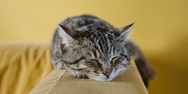 shallow focus photography of brown tabby kitten on couch