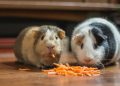 two guinea pigs eating carrot