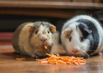 two guinea pigs eating carrot