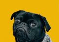 black pug with gray knit scarf