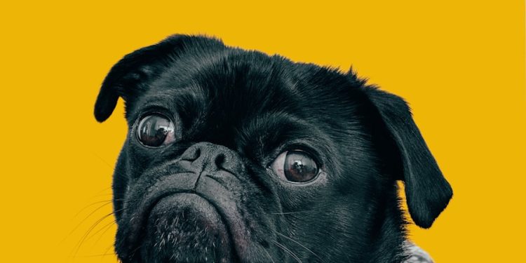 black pug with gray knit scarf