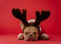 brown and white short coated dog wearing red and black rabbit costume