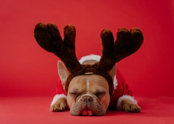 brown and white short coated dog wearing red and black rabbit costume
