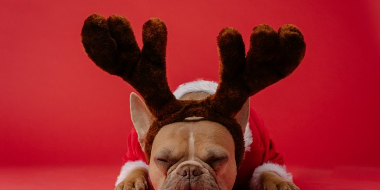 brown and white short coated dog wearing red and black rabbit costume