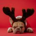 brown and white short coated dog wearing red and black rabbit costume