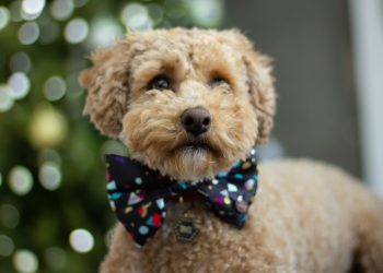 selective focus photography of tan puppy