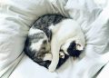 white and black cat lying on white textile