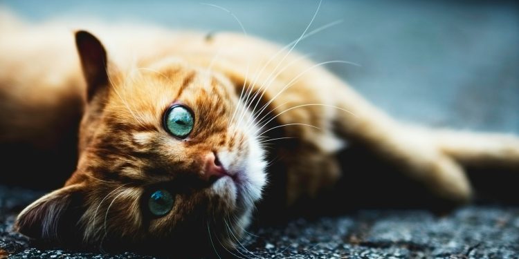 brown cat