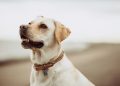 short-coated white dog