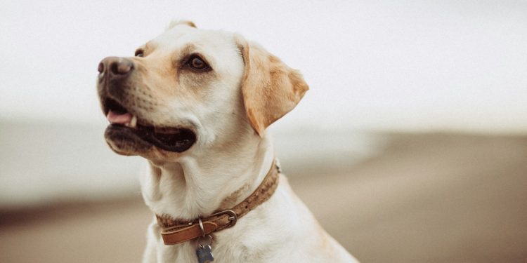 short-coated white dog