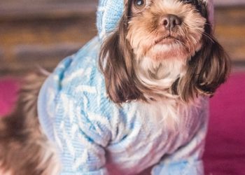 a small dog wearing a blue sweater and hat