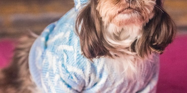 a small dog wearing a blue sweater and hat