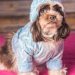 a small dog wearing a blue sweater and hat