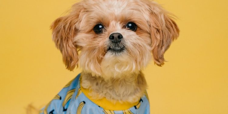 white and brown long coated small dog wearing blue and white polka dot shirt