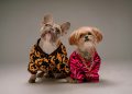 brown and white dog wearing pink and black polka dot dress
