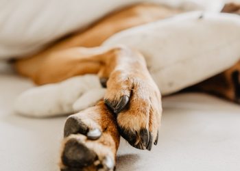 dog's paws