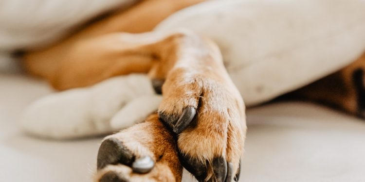 dog's paws