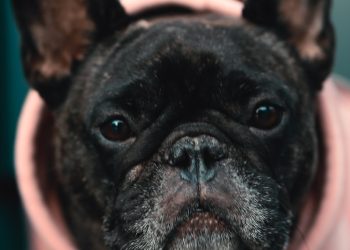 a small black dog wearing a pink hoodie
