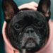 a small black dog wearing a pink hoodie