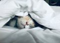 white cat sleeps under white comforter