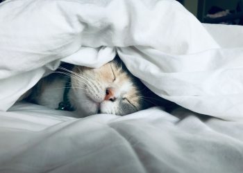white cat sleeps under white comforter