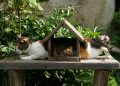 white, brown, and black cat on brown wooden table