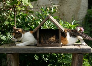 white, brown, and black cat on brown wooden table