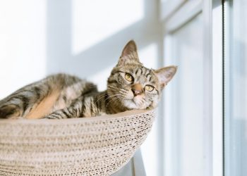 silver tabby cat on gray pillow beside clear glass window
