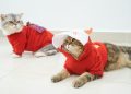 a cat wearing a red shirt and a white hat
