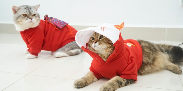 a cat wearing a red shirt and a white hat