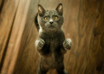 gray cat standing in two feet