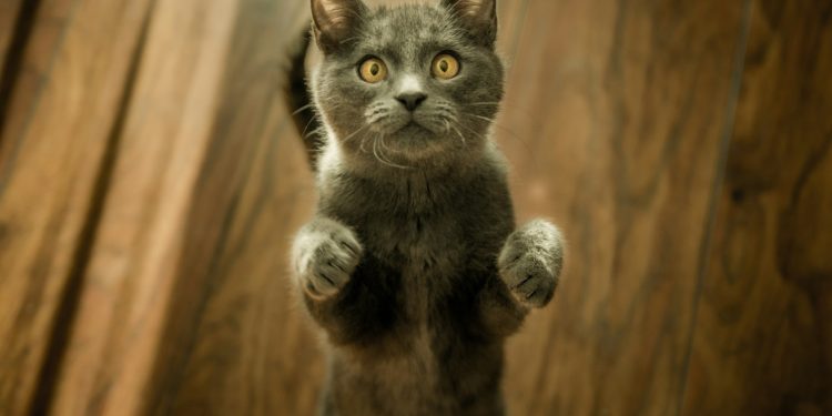 gray cat standing in two feet